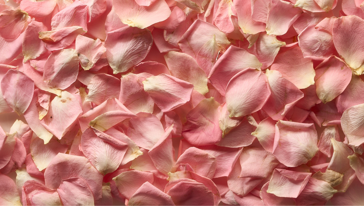 Pètals de rosa rosats liofilitzats: delicadesa floral