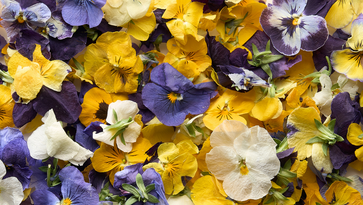Pensée cornue lyophilisée : fleur comestible de couleur vive