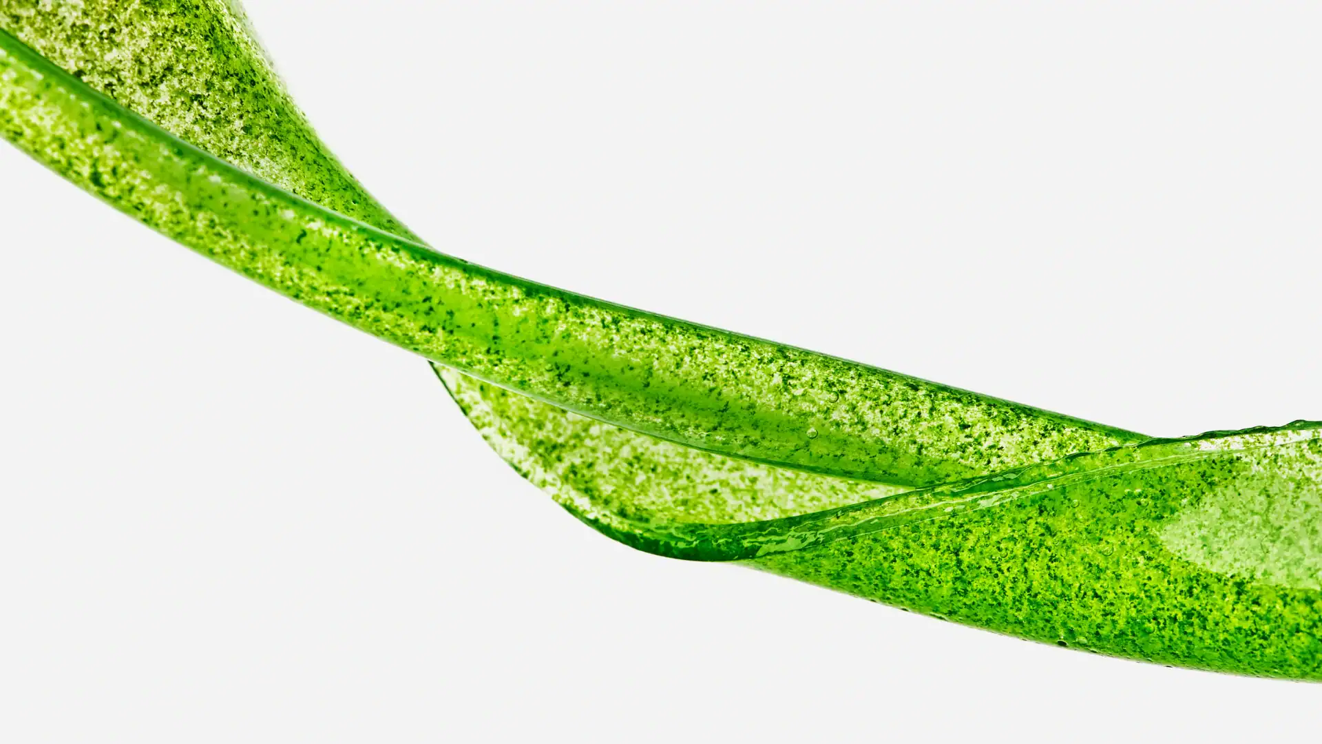 Gelatina vegetal ideal per a gelificats molt elàstics.
