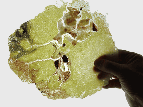 Fossile-de-Calamar-au-Slimmer-2