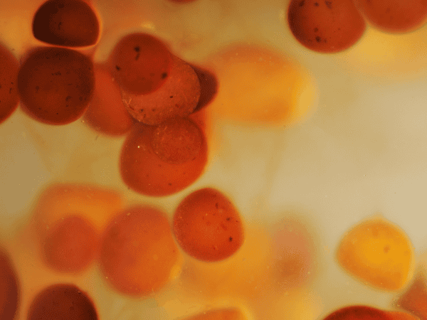 perlas-anis-canela-sosa